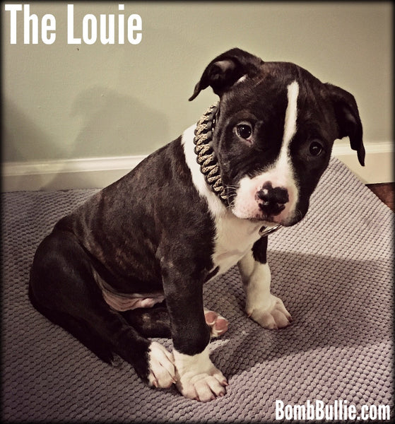 Introduction of "The Louie" Paracord Dog Collar