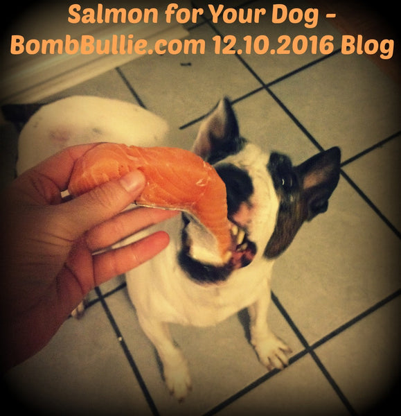 Why You Should Feed Your Dog Fresh Salmon